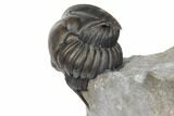 Enrolled Pseudodechenella Trilobite - Centerfield Limestone, NY #130670-6
